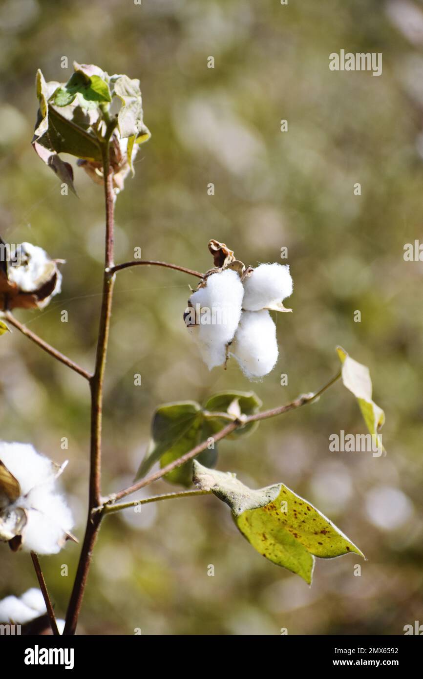 Cotton farmer harvest india hi-res stock photography and images - Alamy