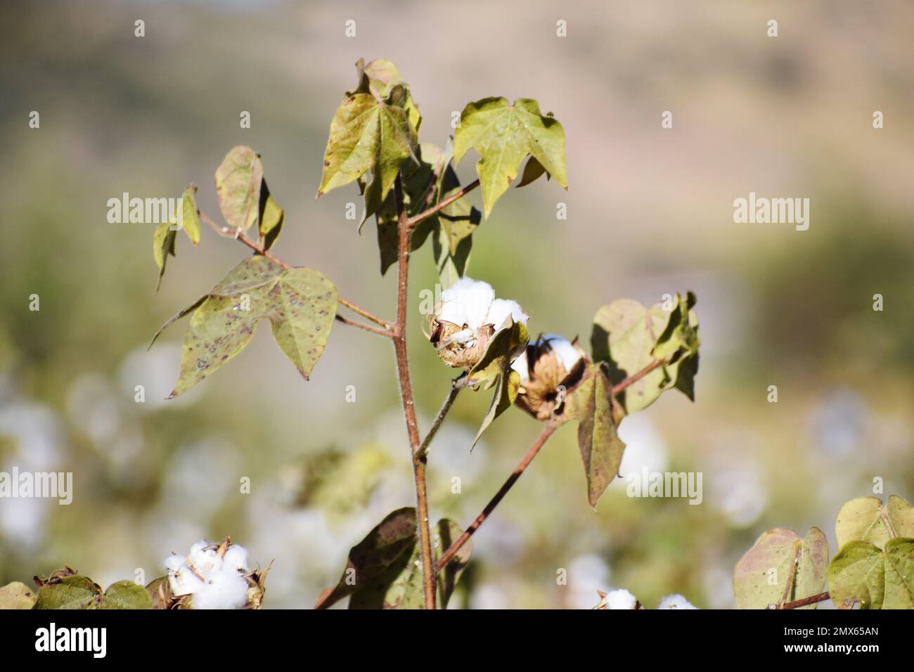 CULTIVATION OF COTTON Stock Photo Alamy