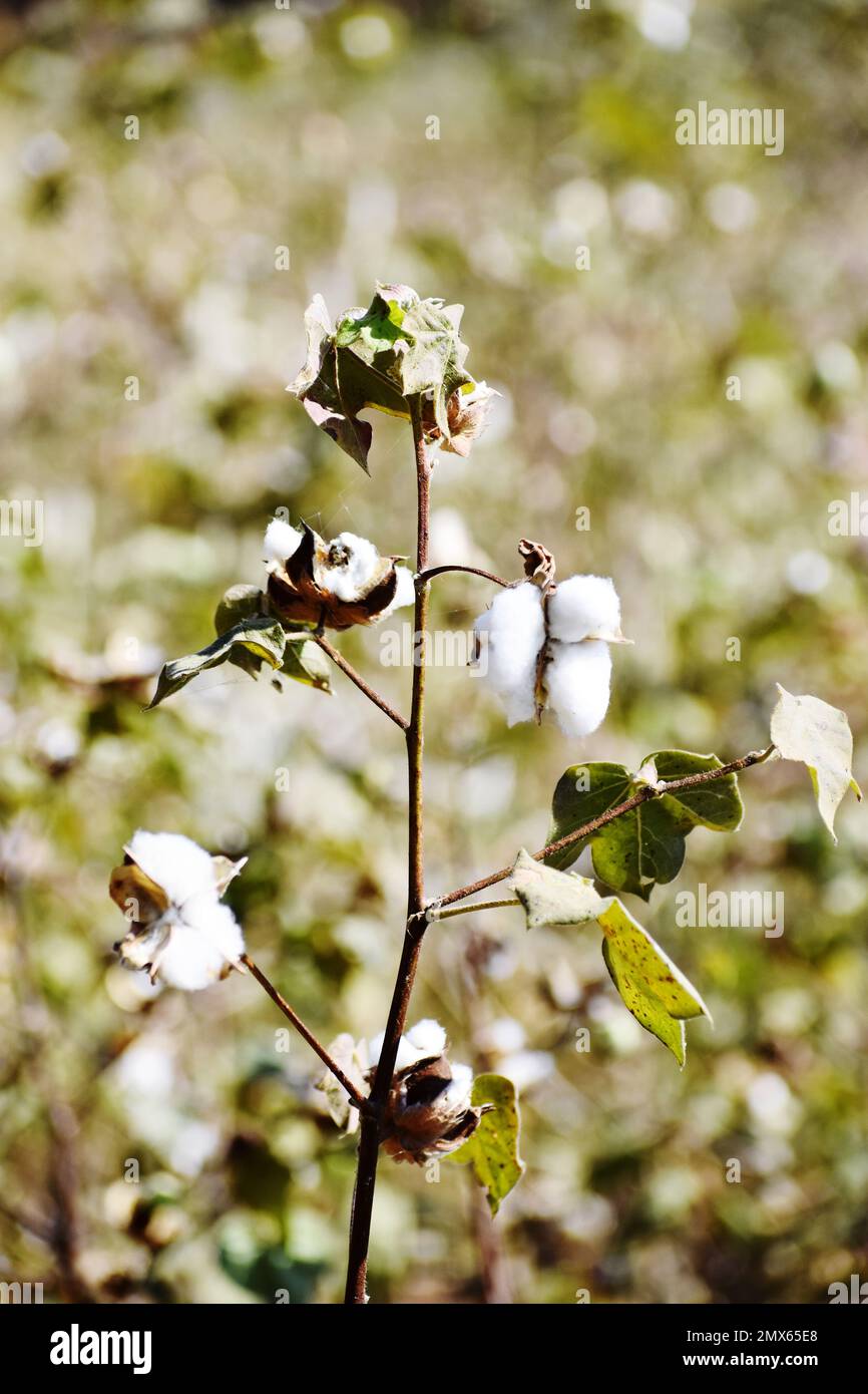 CULTIVATION OF COTTON Stock Photo Alamy