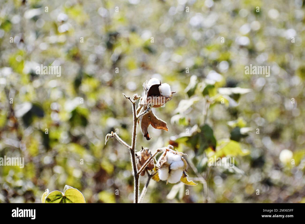 CULTIVATION OF COTTON Stock Photo Alamy