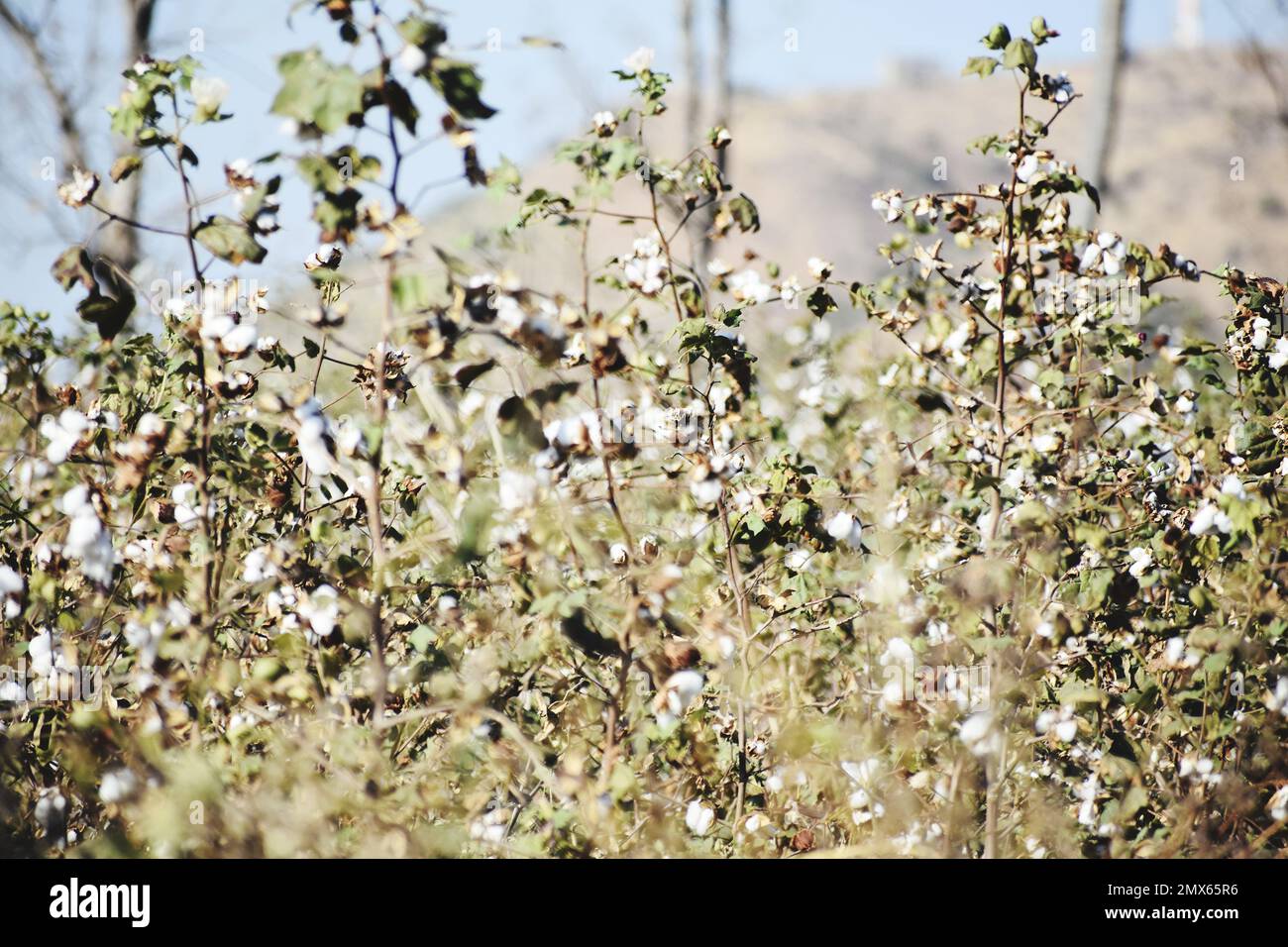 CULTIVATION OF COTTON Stock Photo Alamy