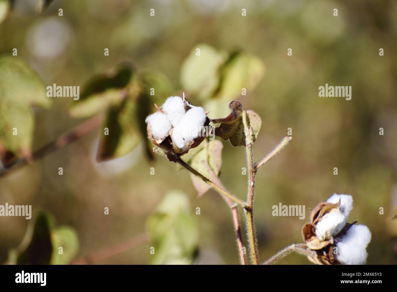 CULTIVATION OF COTTON Stock Photo Alamy