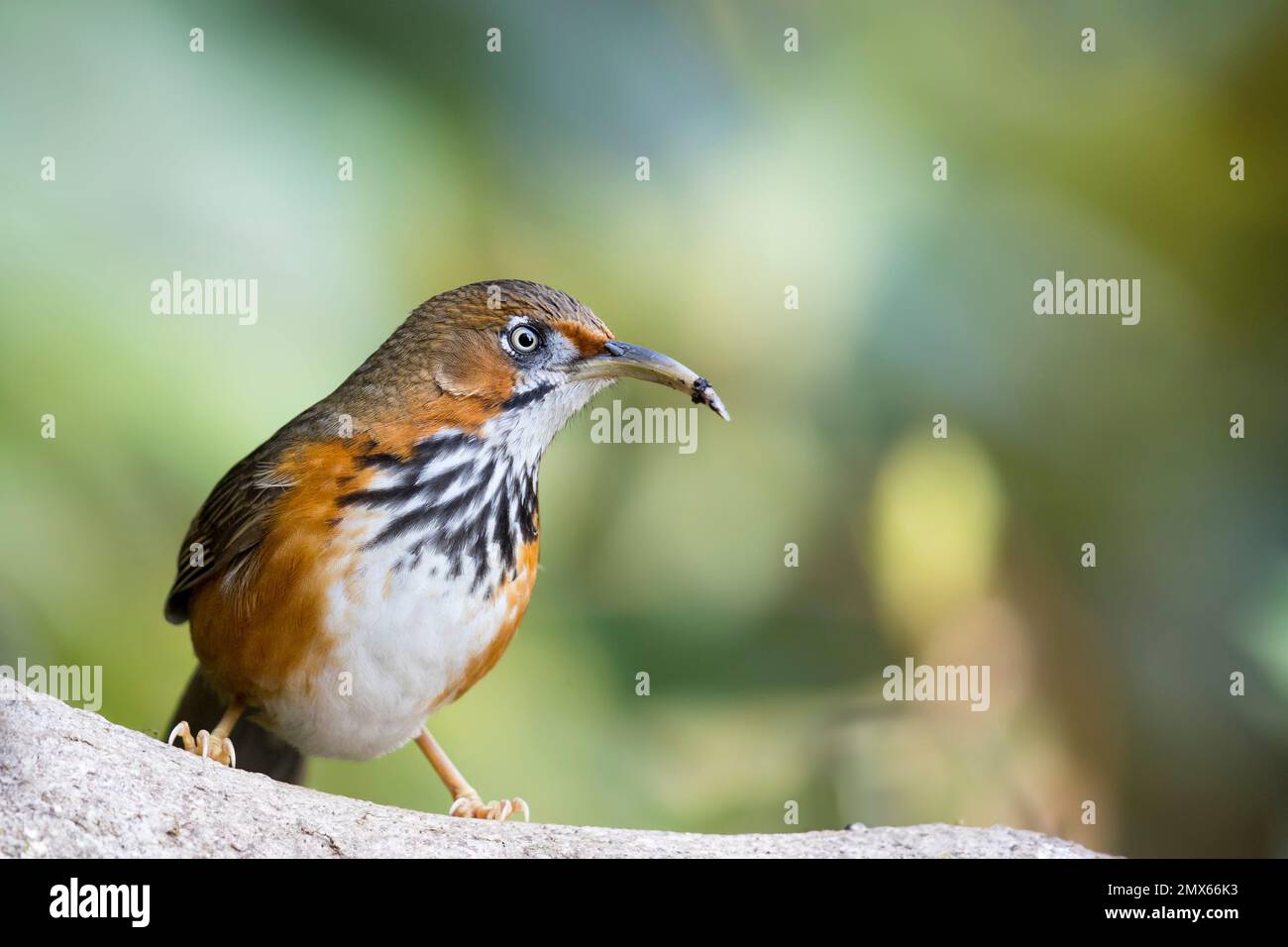 Black-streaked Scimitar-babbler Stock Photo