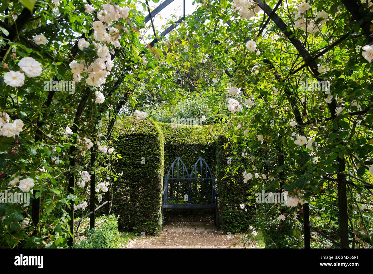Gothic styled archways are entwined with the pretty climbing roses Adelaide d’Orléans, leading to a Gothic iron seat in the formal Rose Garden at Arun Stock Photo