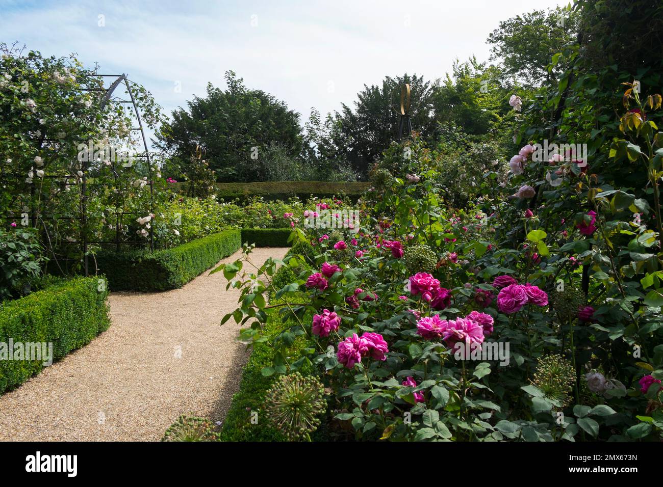 Beautiful old fashioned Mme Isaac Péreiré’, Princess Anne and Gertrude Jekyll roses in the formal box hedging of the Rose Garden at Arundel Castle, UK Stock Photo