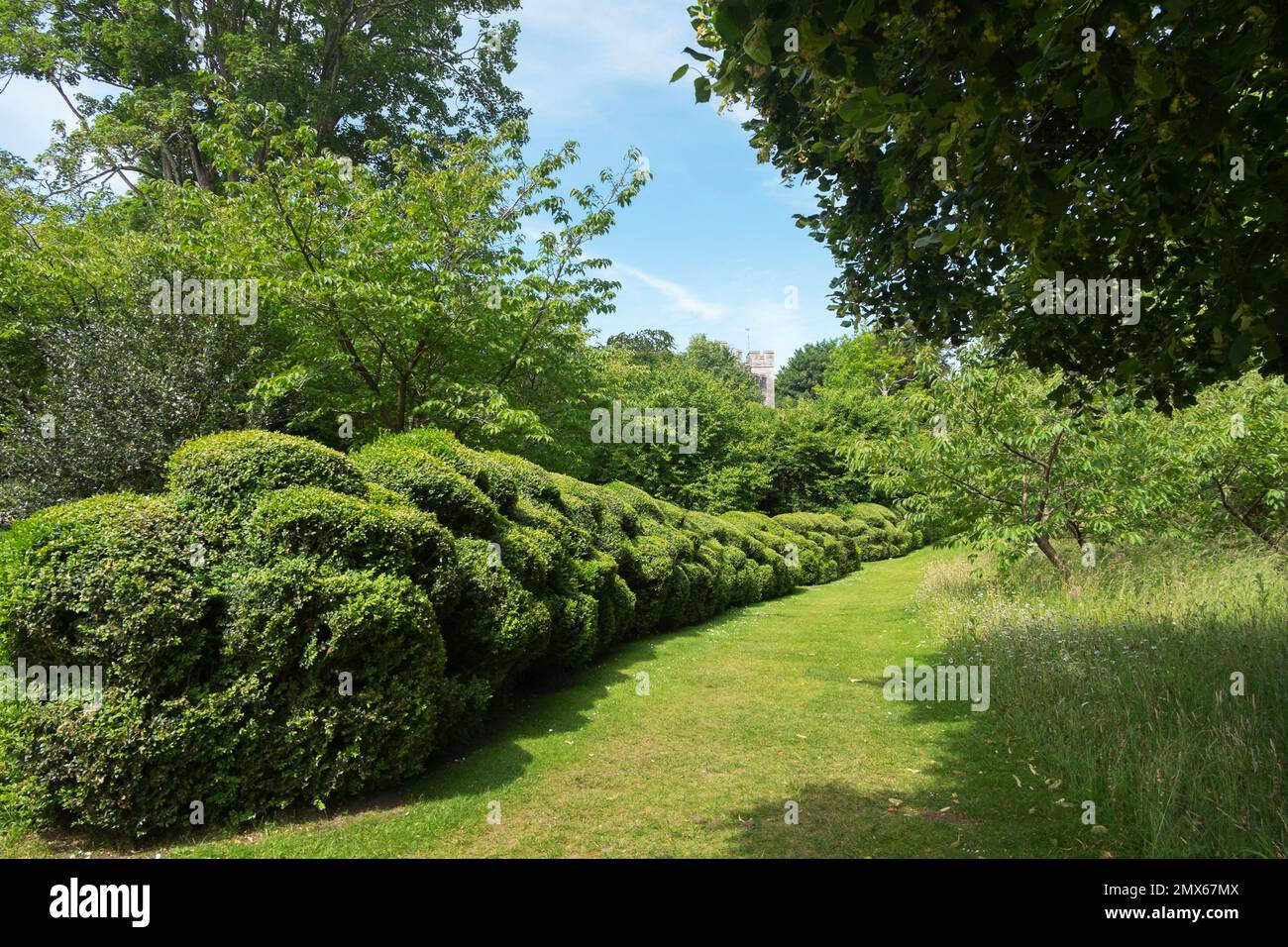 The Japanese art of cloud pruning known as Niwaki, has been used to shape the box hedging in the grounds around Arundel Castle, West Sussex, UK Stock Photo