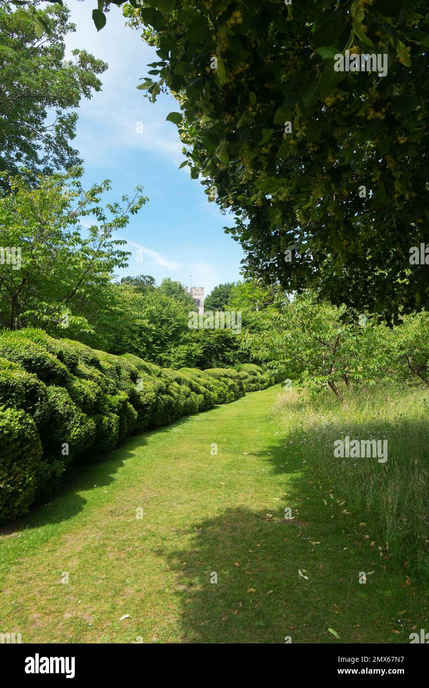 The Japanese art of cloud pruning known as Niwaki, has been used to shape the box hedging in the grounds around Arundel Castle, West Sussex, UK Stock Photo