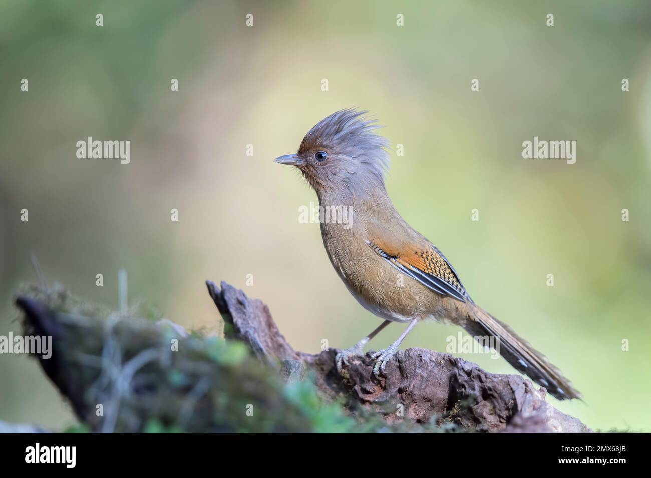 Rusty-fronted Barwing Stock Photo