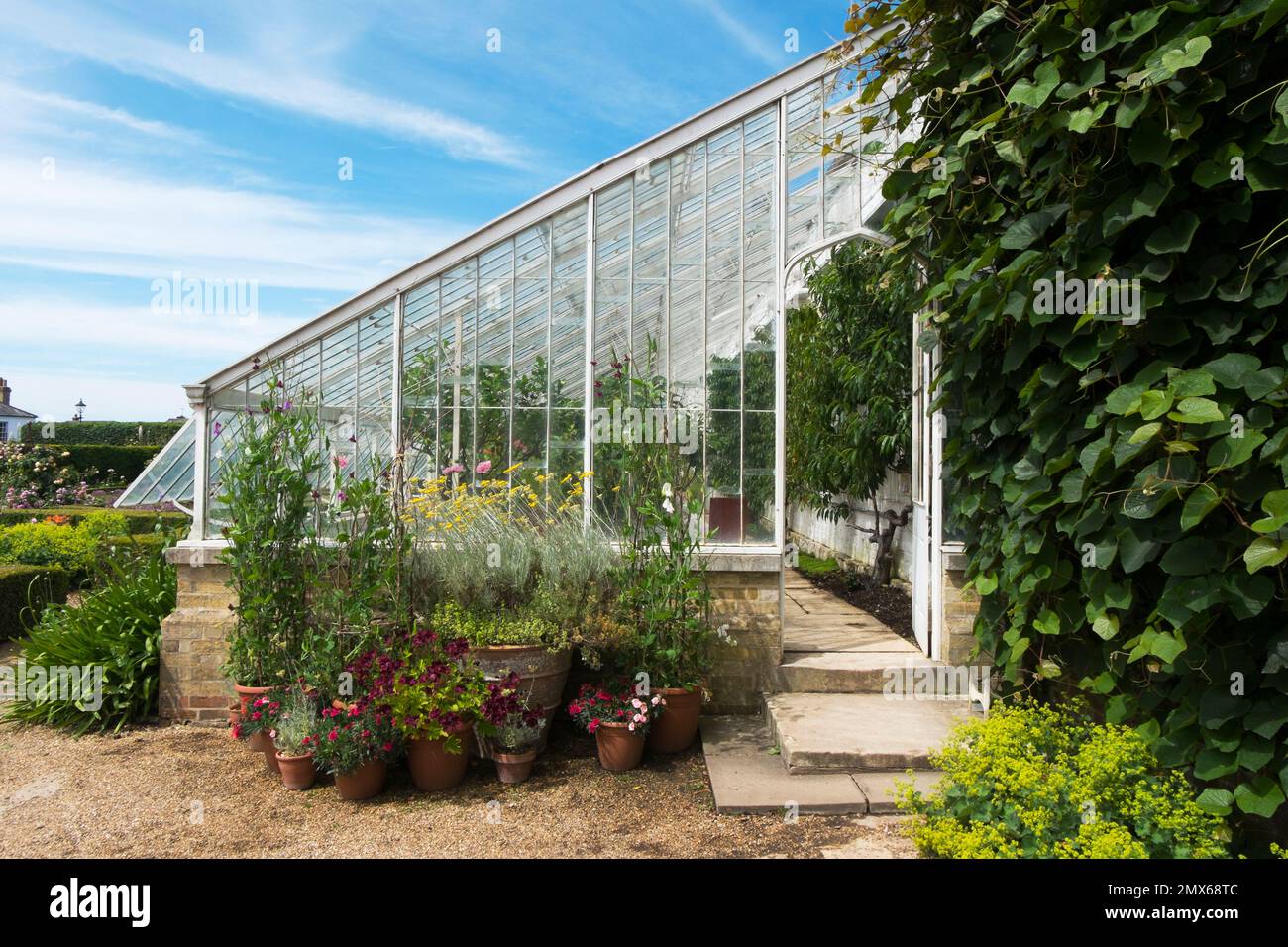 The original Victorian Vine House with Sweet Peas and Pelargoniums in