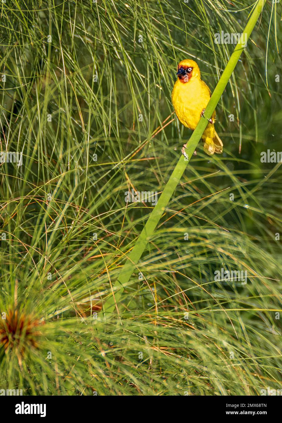 Northern Brown-throated Weaver. Ploceus castanops Stock Photo