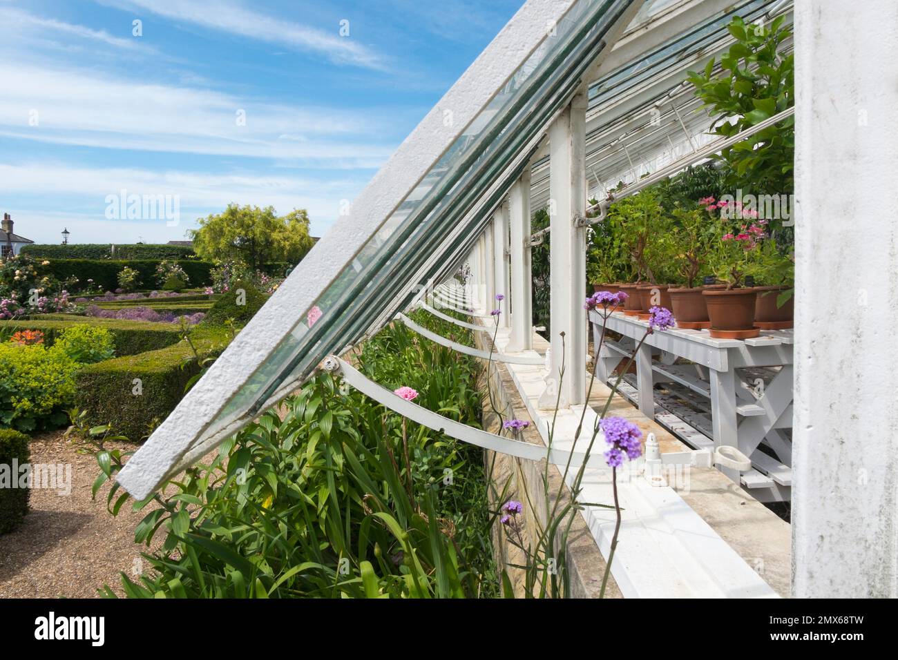 Pelargoniums in the original Victorian Vine House built in 1850, with