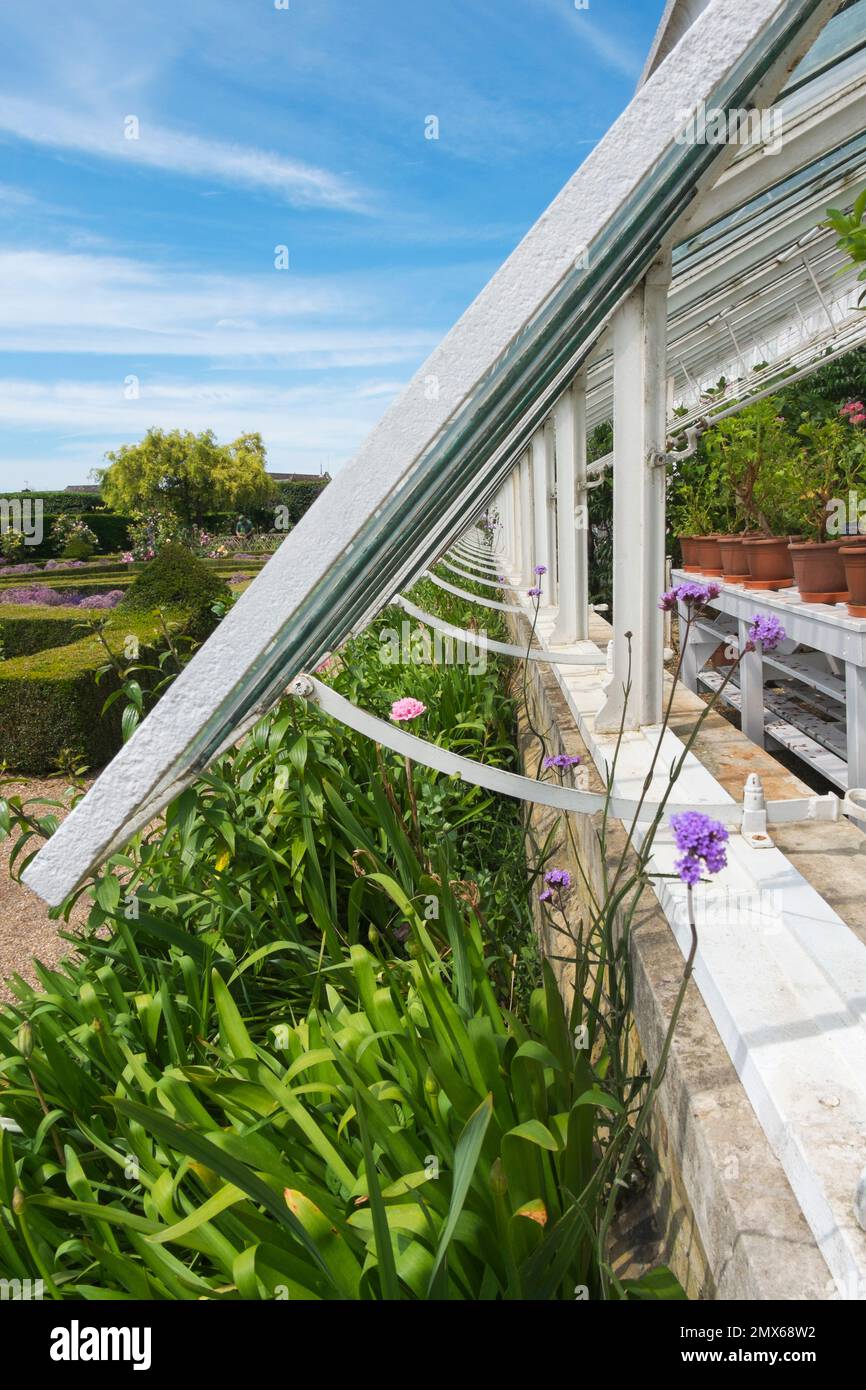 Pelargoniums in the original Victorian Vine House built in 1850, with