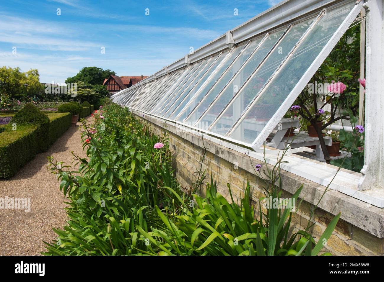 Pelargoniums in the original Victorian Vine House built in 1850, with