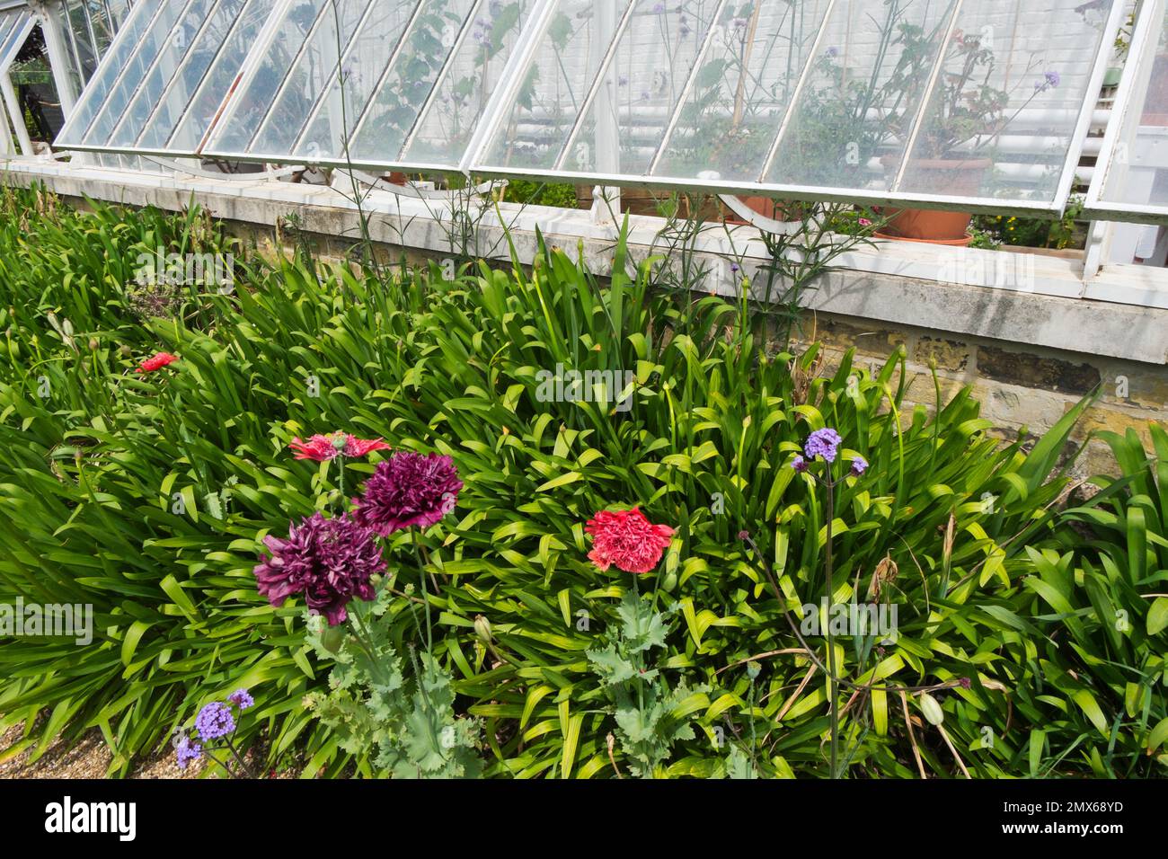 Original victorian vine house hires stock photography and images Alamy