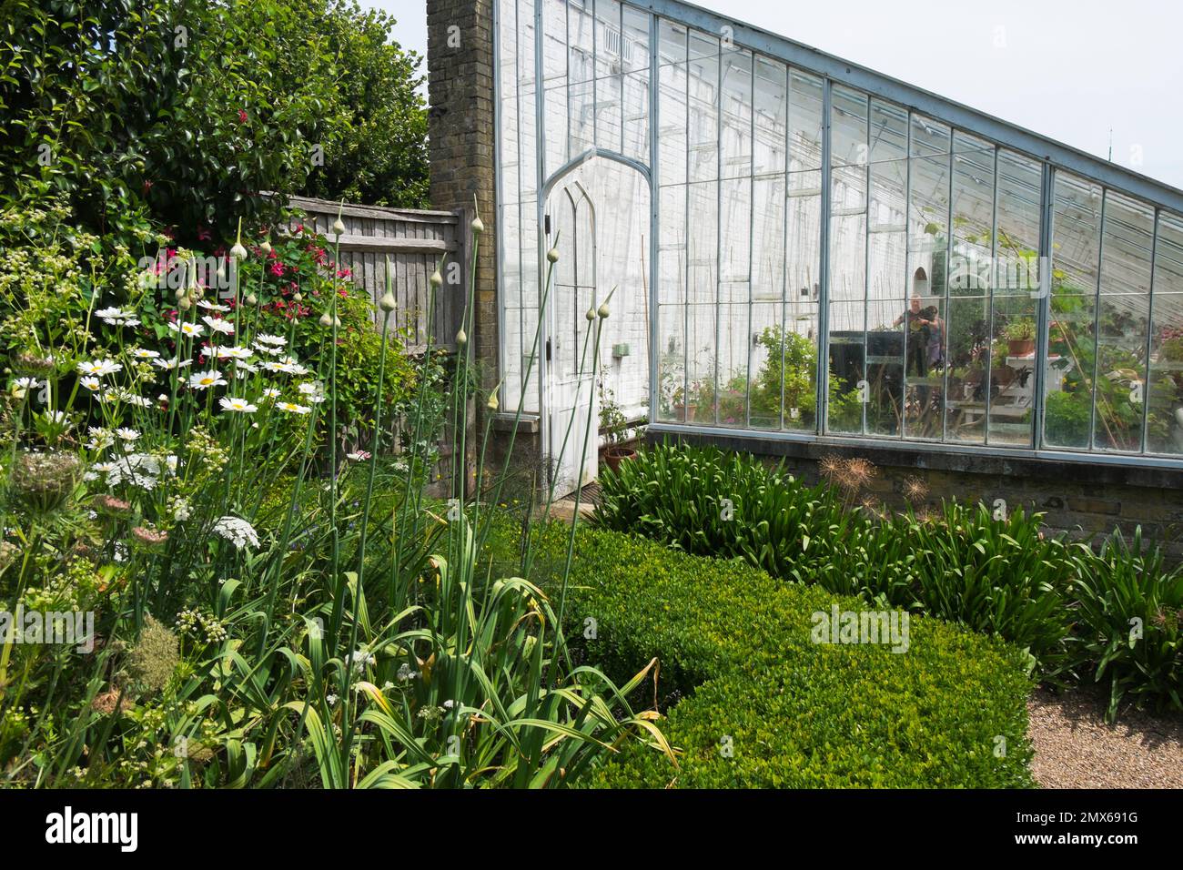Spent Alliums and Box hedging outside the entrance to the original