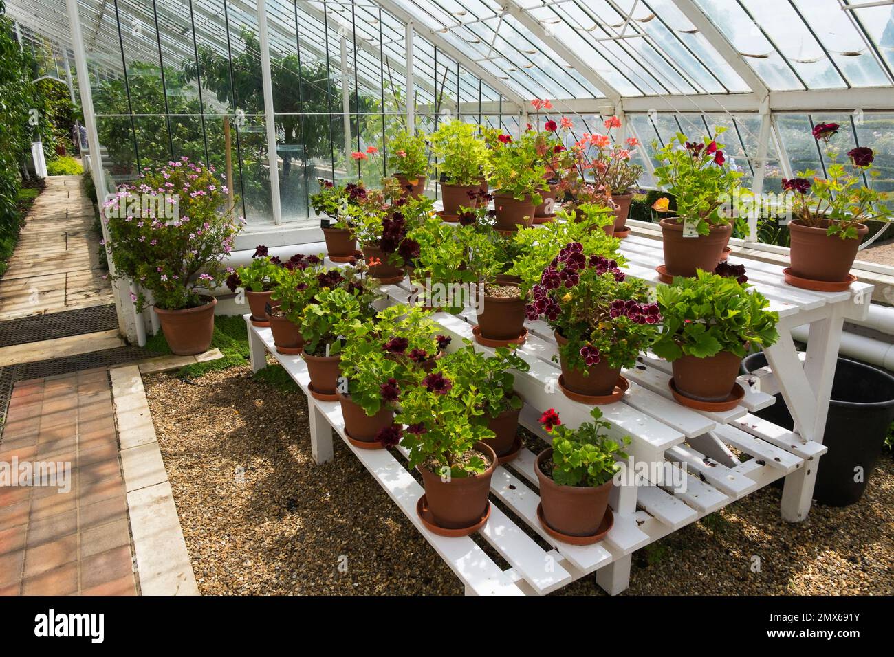 Victorian Vine House with Pelargoniums Lord Bute, Charity, Platinum, Black Prince, Burgundy and Hindu growing in terracotta pots, Arundel Castle, UK Stock Photo