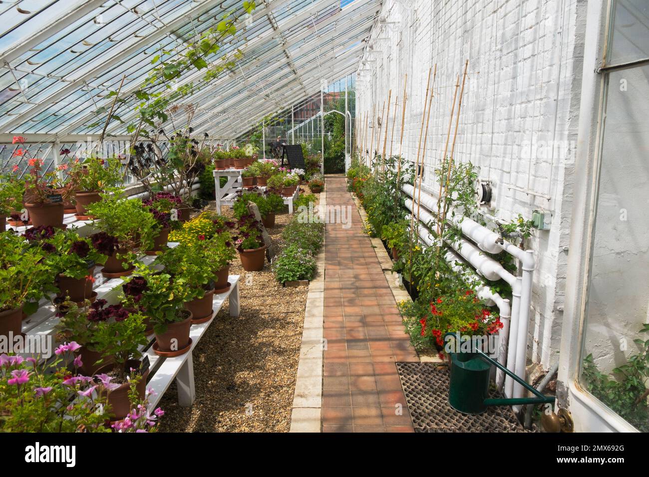 Victorian Vine House with Pelargoniums Lord Bute, Charity, Platinum
