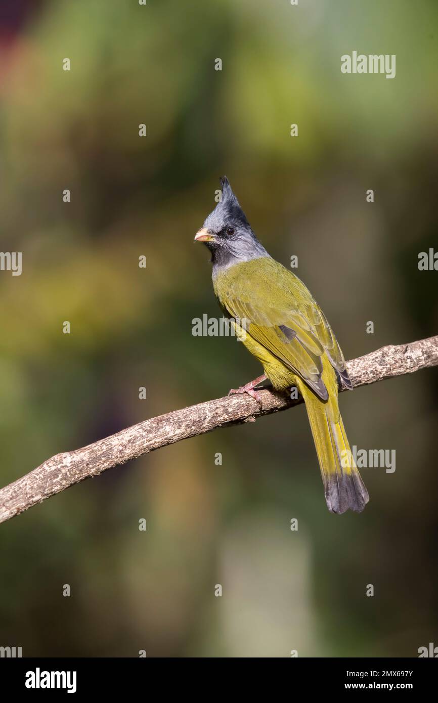 Crested Finchbill Stock Photo