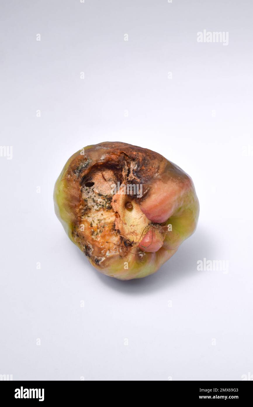 Close-up of rotten water guava fruit isolated on white background Stock Photo