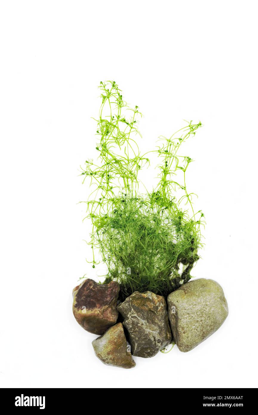 Najas Guadalupensis, Guppy Gras aquarium and pond ornamental and food plant for amphibians and fish Stock Photo