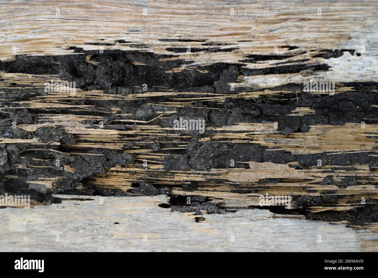 Closeup Rotten wood eaten by termites Stock Photo Alamy