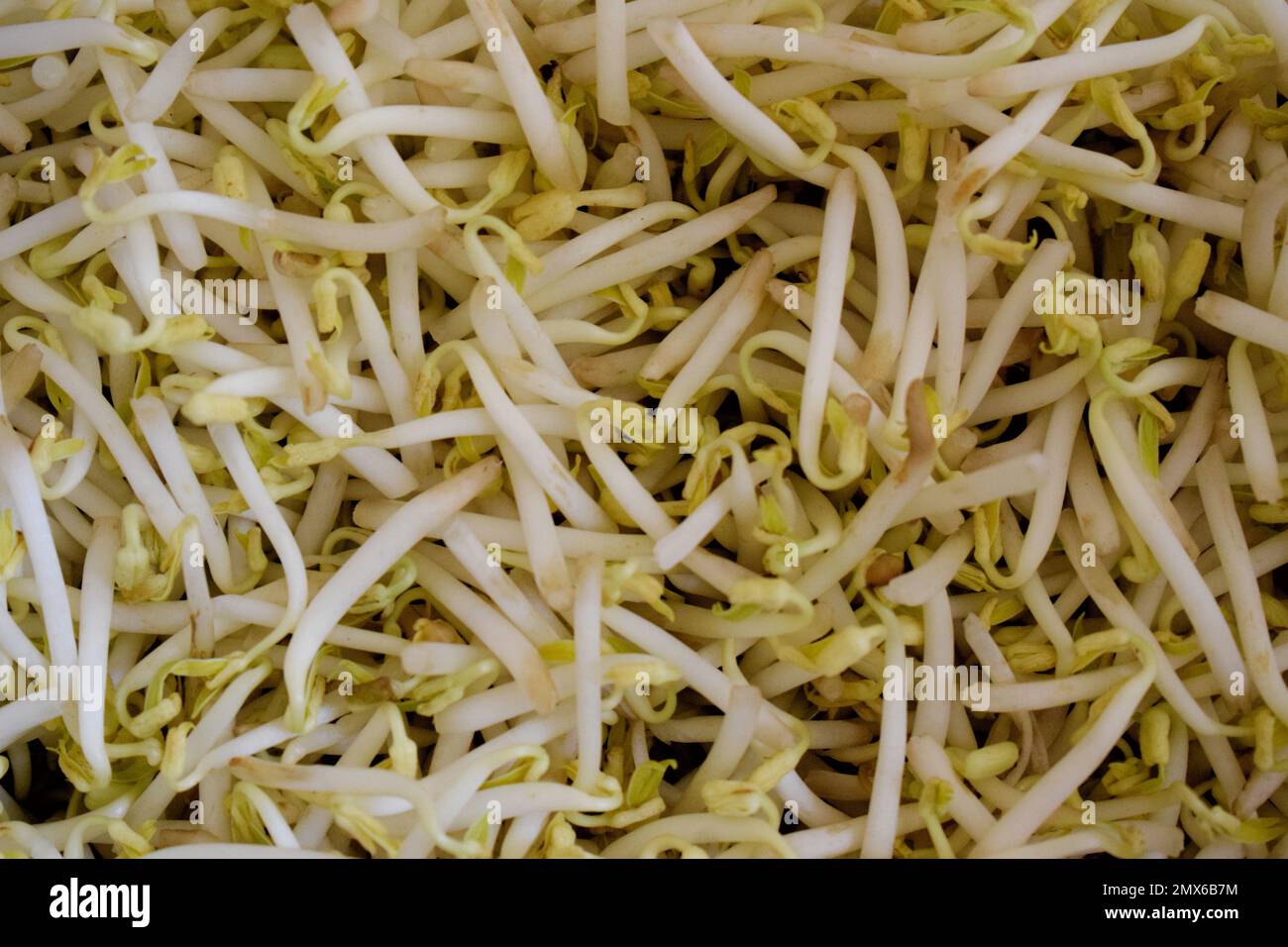 pile of soybean sprouts. Bean Sprouts Stock Photo Alamy