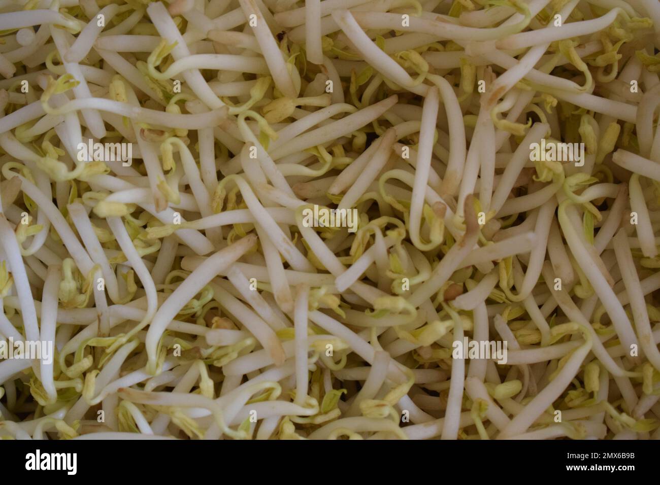 pile of soybean sprouts. Bean Sprouts Stock Photo Alamy