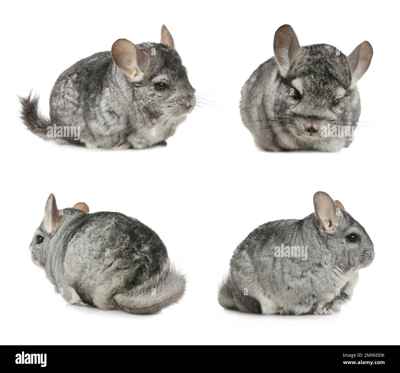 Collage with cute grey chinchillas on white background Stock Photo