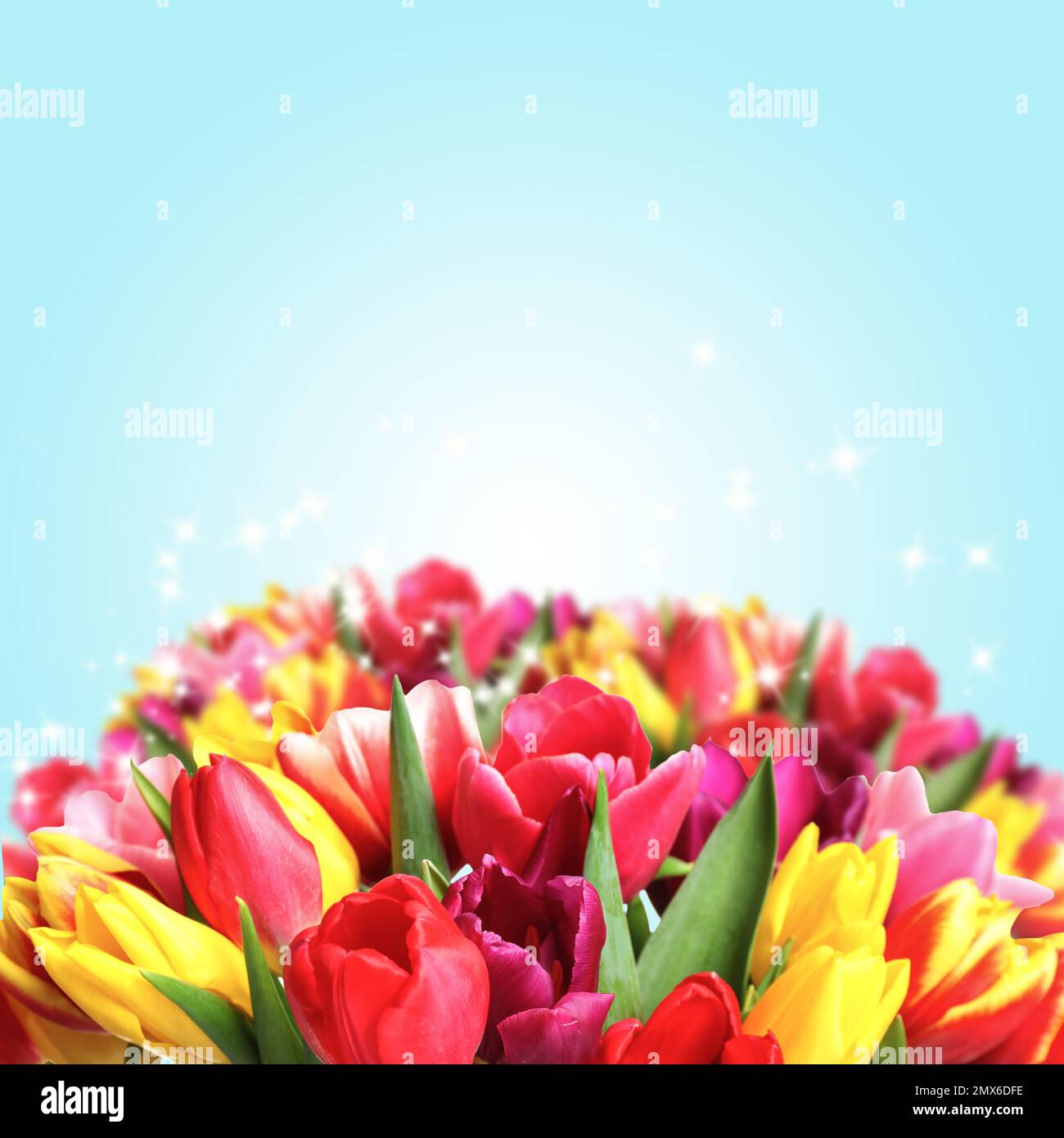 Beautiful colorful tulips on light blue background Stock Photo
