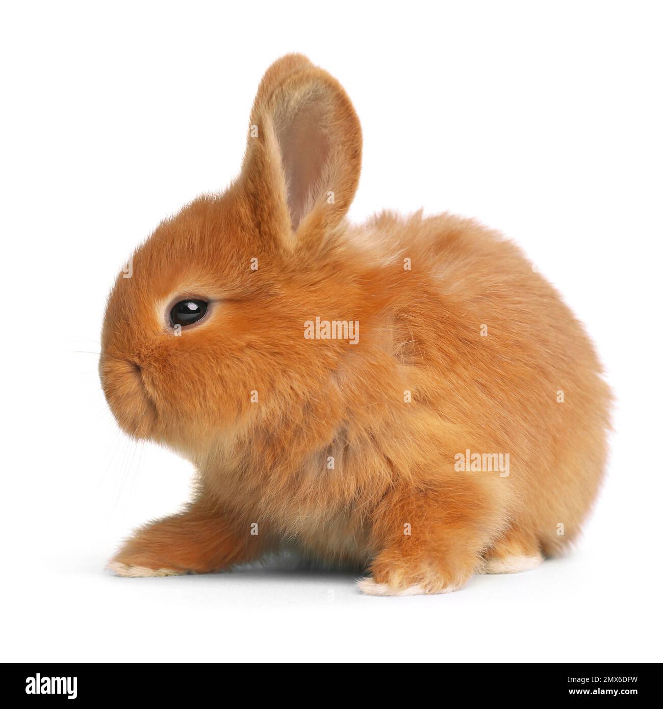Adorable fluffy Easter bunny on white background Stock Photo - Alamy