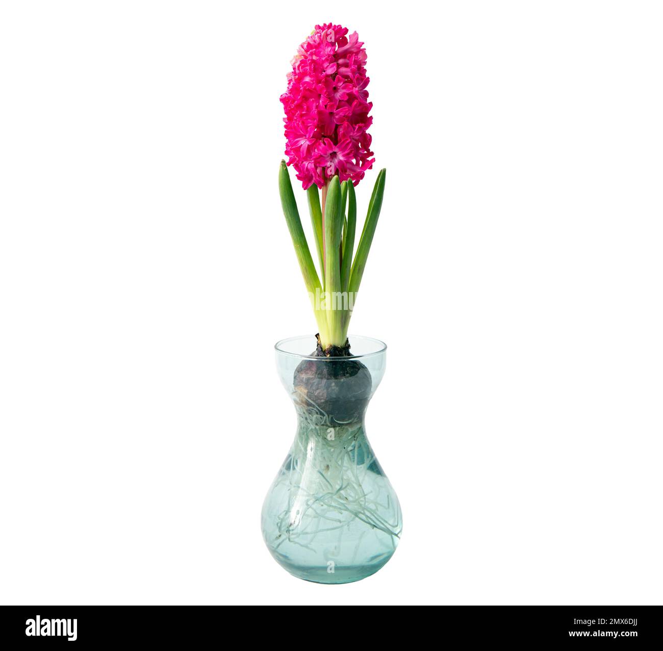 Hyacinths Hyacintus orientalis growing and blooming in home in special