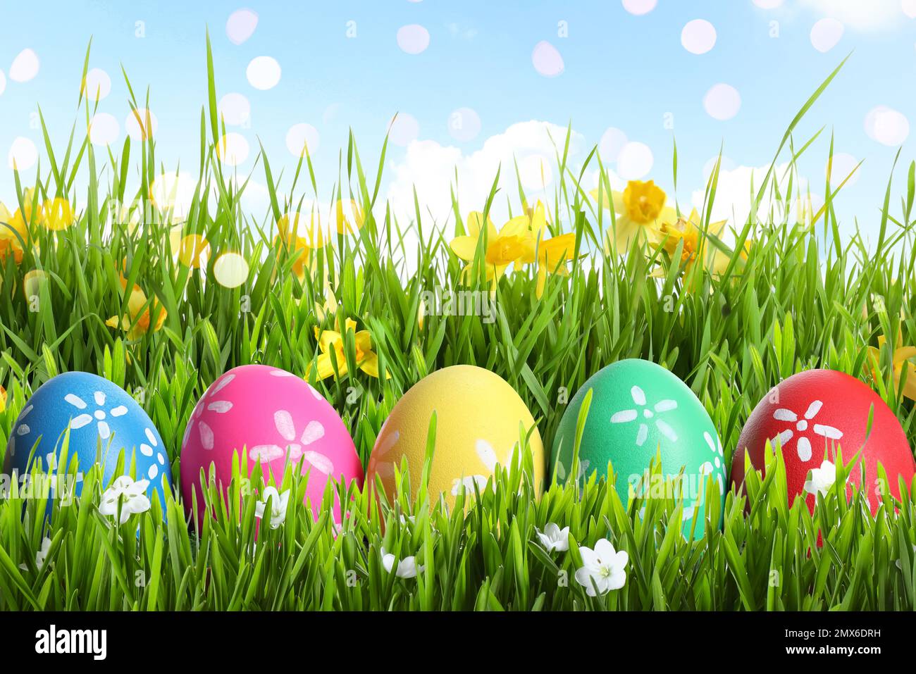 Colorful Easter eggs and daffodil flowers in green grass against blue ...