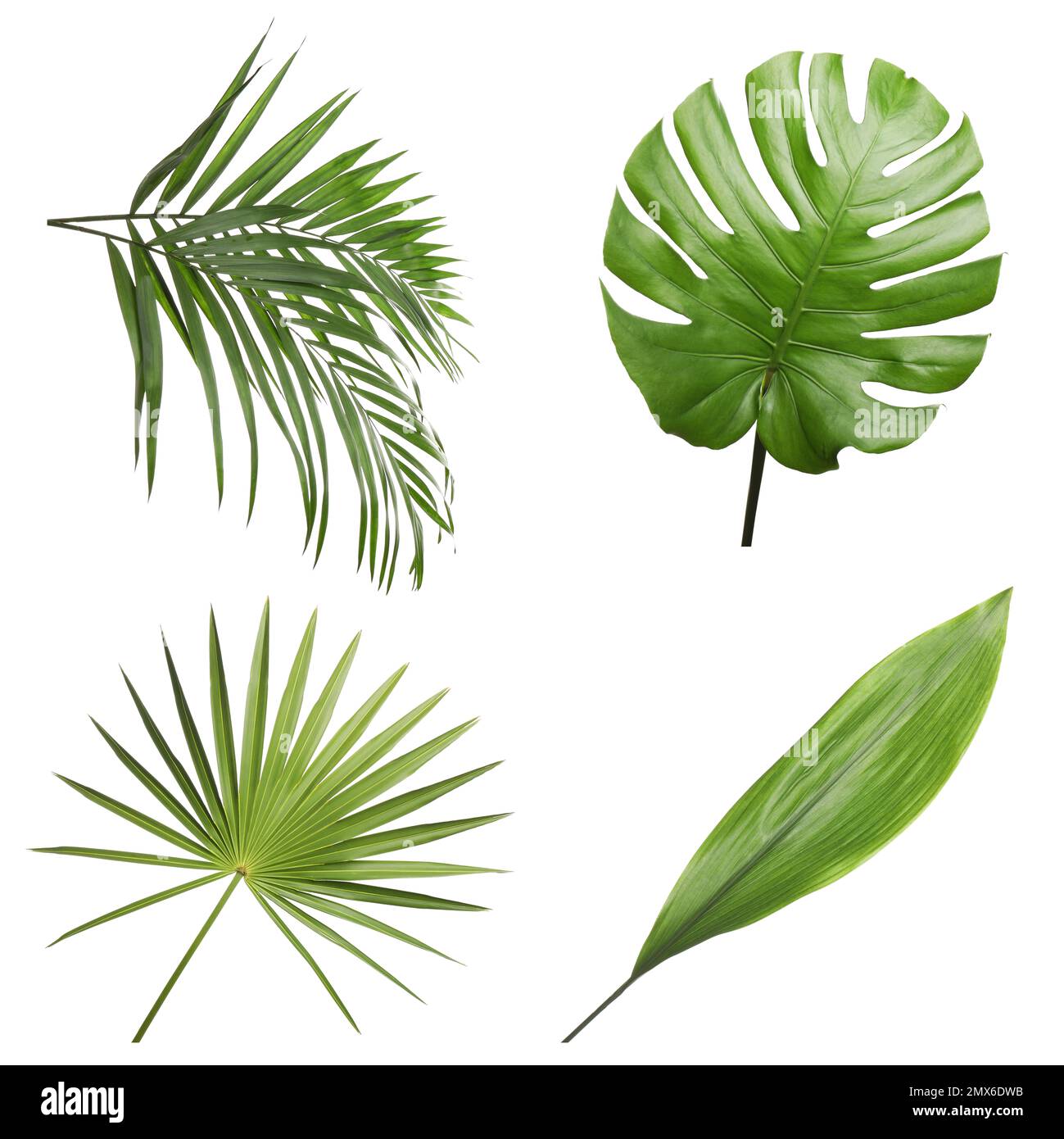 Set of different fresh tropical leaves on white background Stock Photo