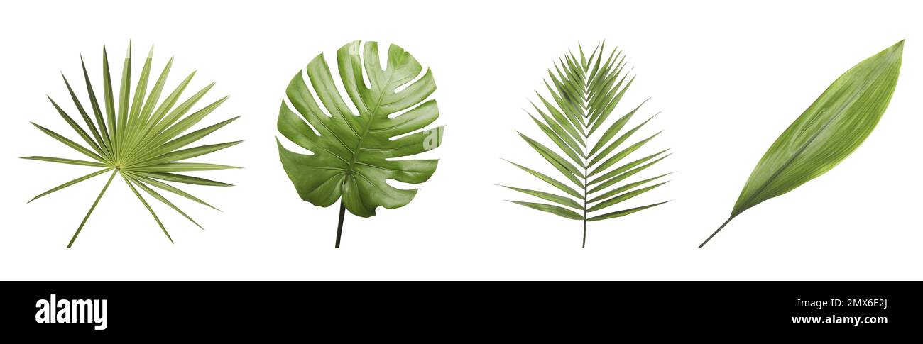 Set of different fresh tropical leaves on white background. Banner design Stock Photo