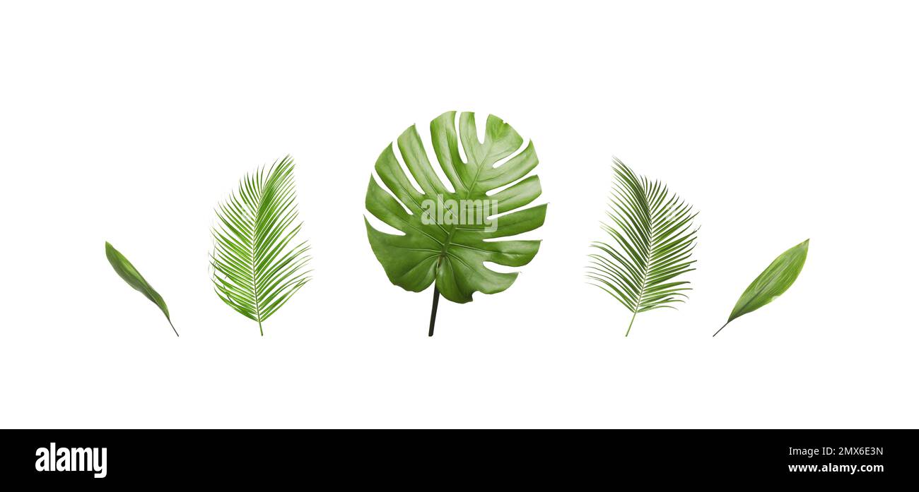 Set of tropical leaves on white background Stock Photo
