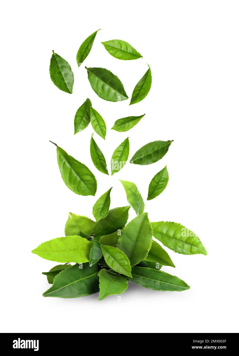 Fresh green tea leaves falling on white background Stock Photo Alamy