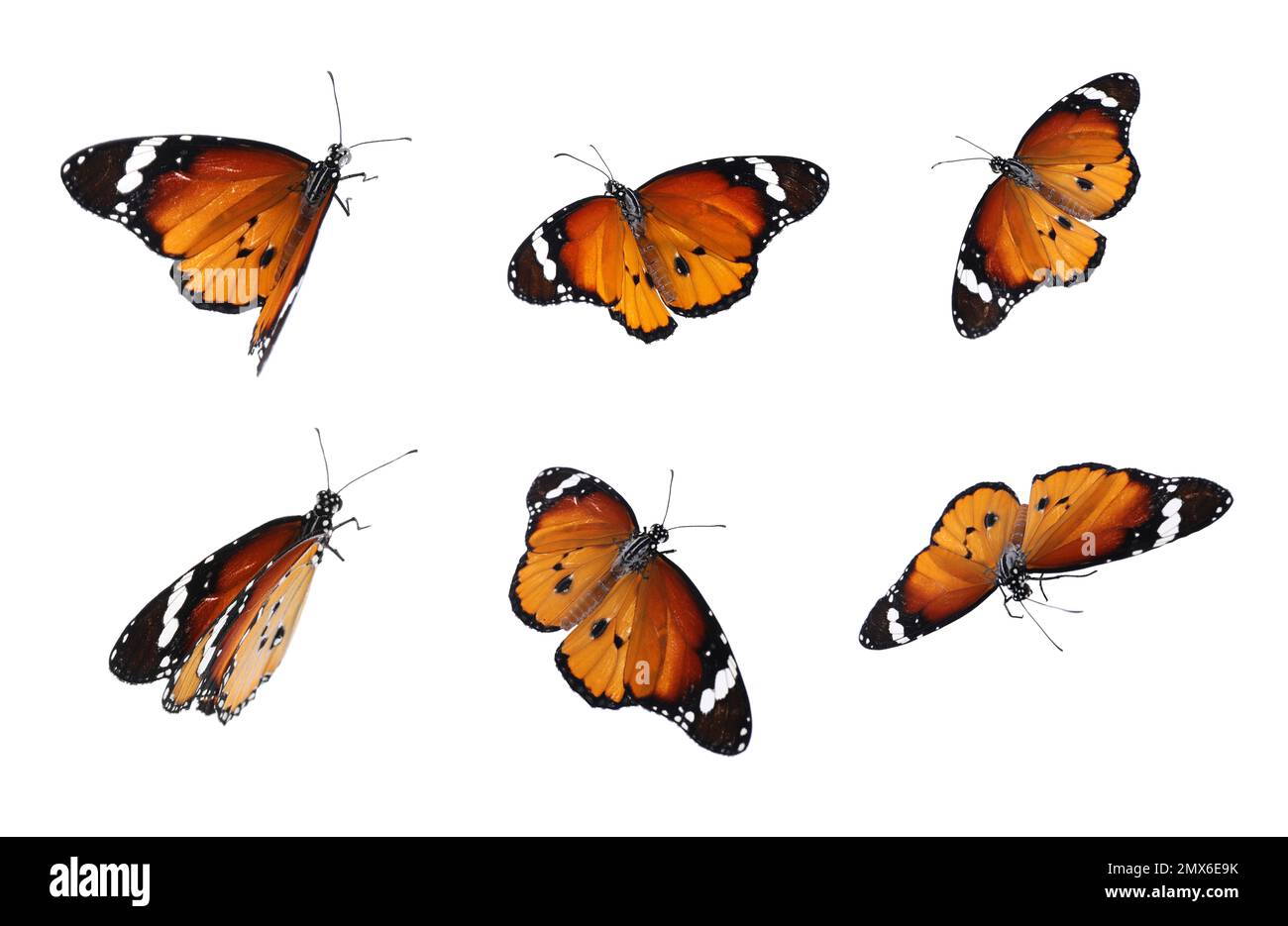 Flying butterflies Cut Out Stock Images & Pictures - Alamy