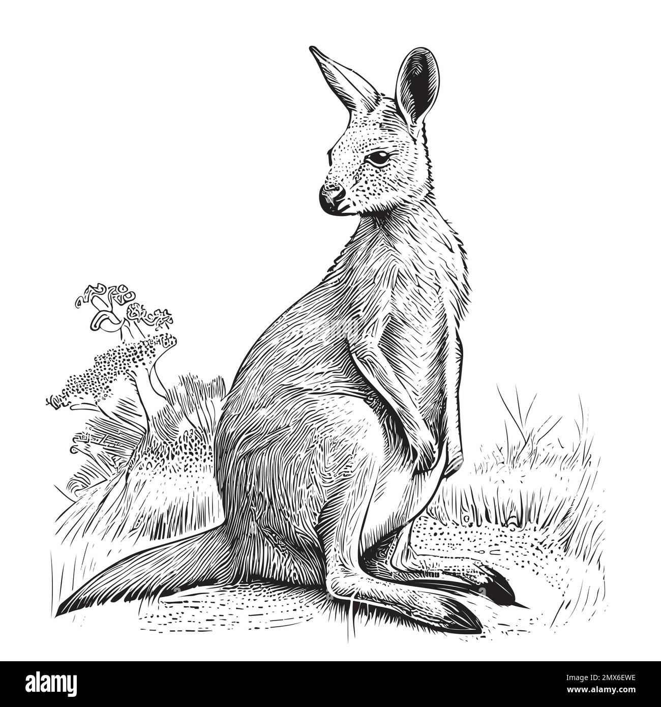 Kangaroo hand drawn sketch illustration Stock Vector Image & Art Alamy