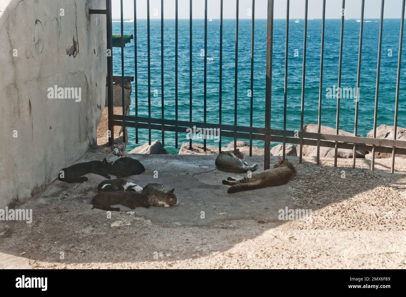 Feral cats in Sorrento, Italy Stock Photo