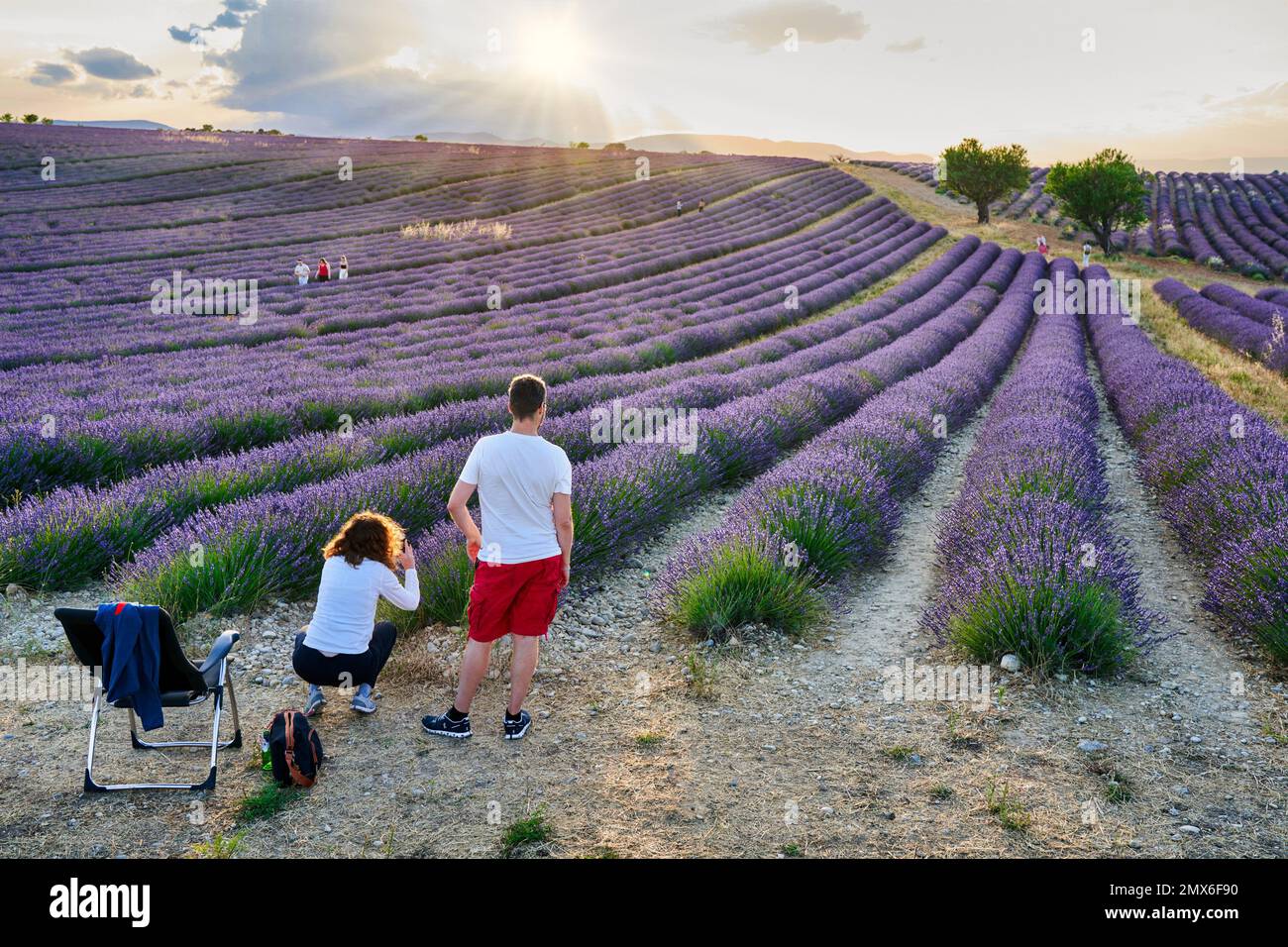 Lavender crop, Lavender in bloom, Valensole, Alpes-de-Haute-Provence, Provence-Alpes-Côte d’Azur, France, Europe. Lavender is a perennial plant that Stock Photo