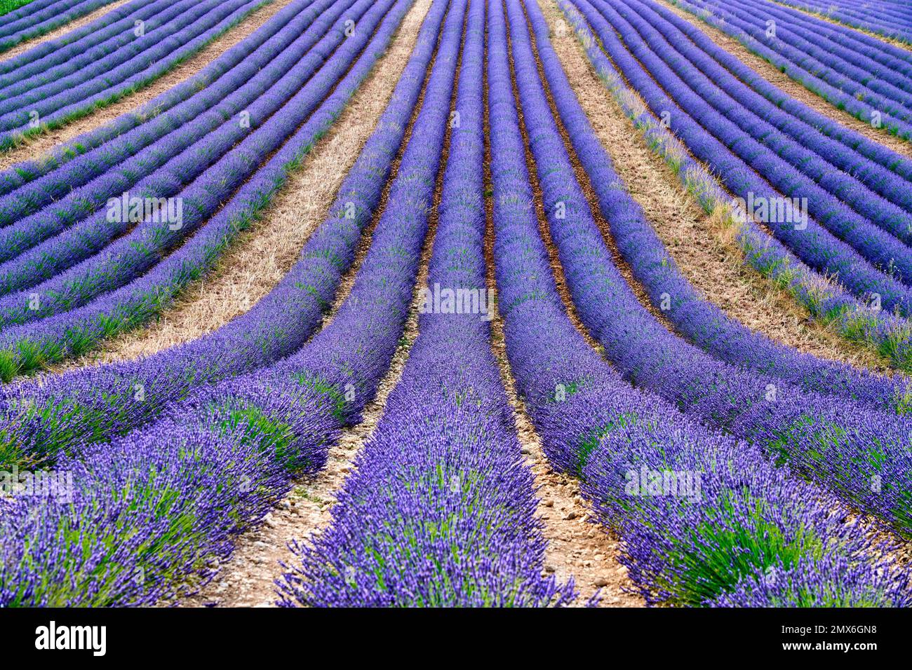 Lavender is a perennial plant that blooms from late June to midAugust, and is well known for