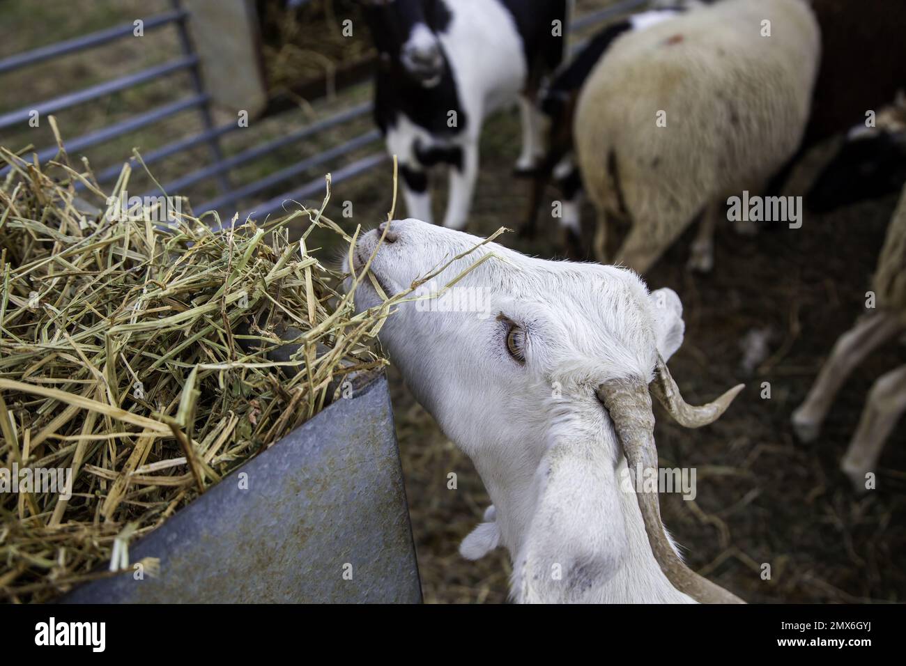 Detail of mammalian animal, animal exploitation, milk and meat Stock Photo Alamy