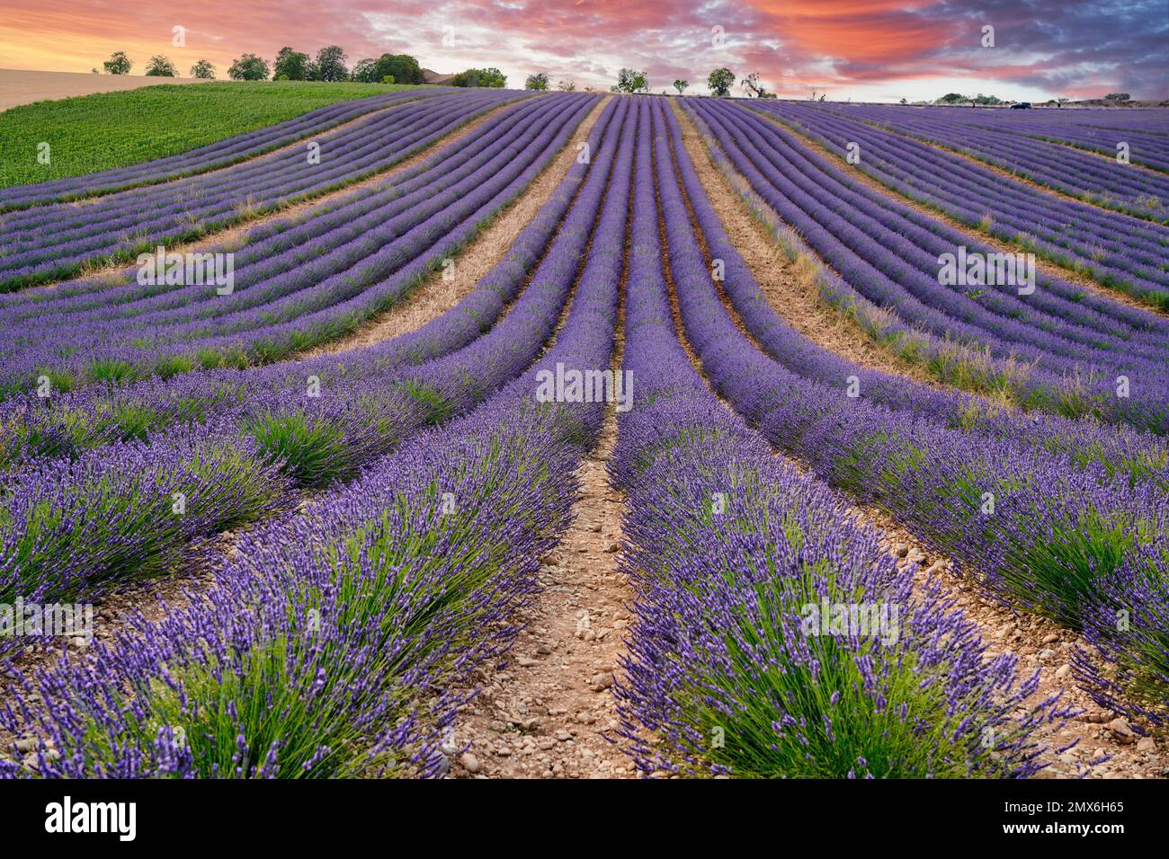 Lavender is a perennial plant that blooms from late June to midAugust