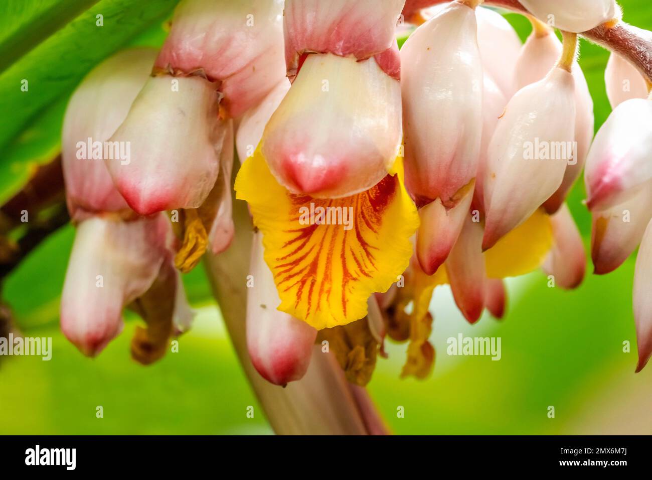 White Yellow Shell Ginger Flowers Green Leaves Vizcaya Garden Miami