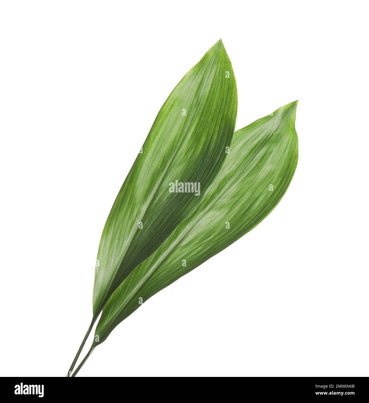Fresh green tropical leaves on white background Stock Photo