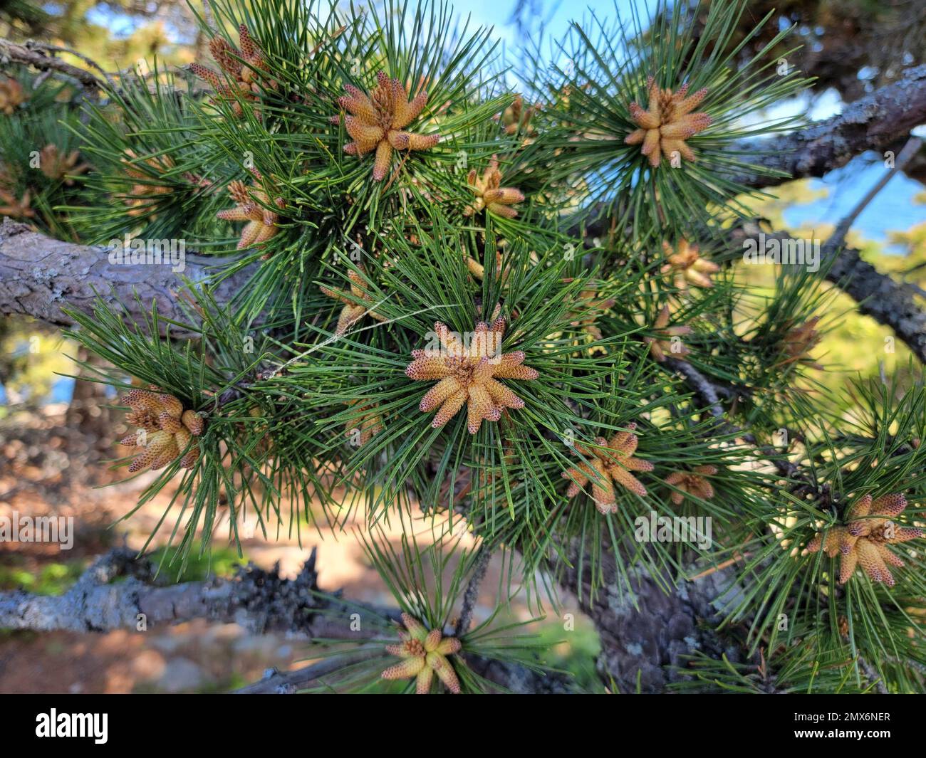 Pine tree cone needles hi-res stock photography and images - Alamy