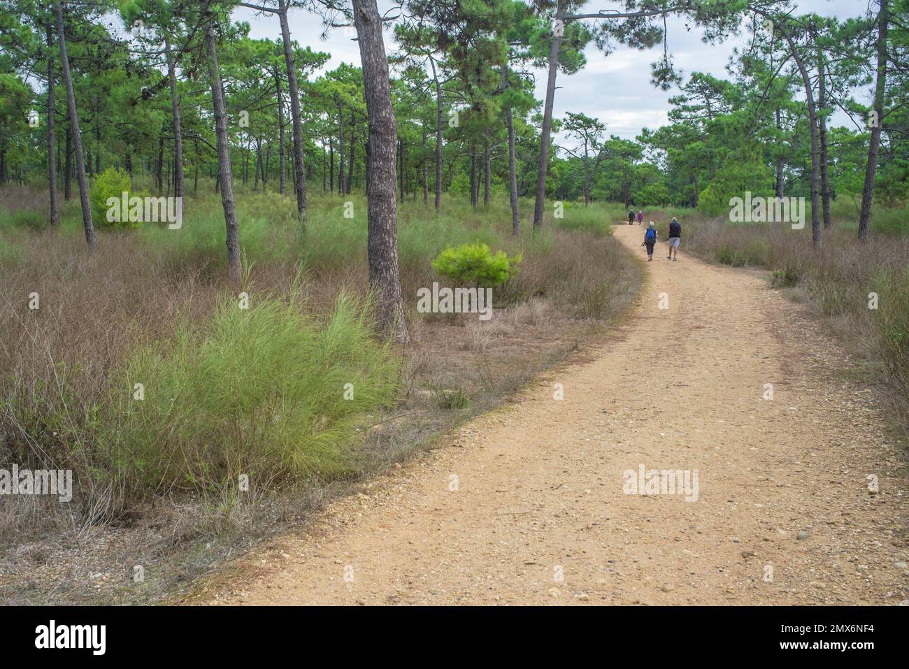 Two elder couples walk at forest trail. Healthy active ageing concept. Stock Photo