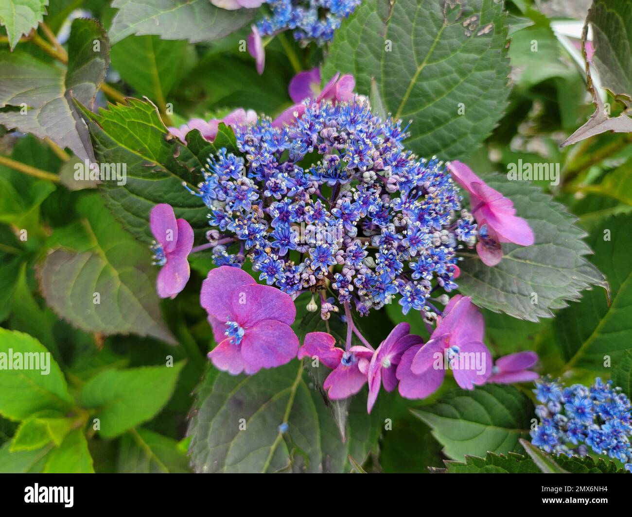 Blue purple petals hi-res stock photography and images - Alamy