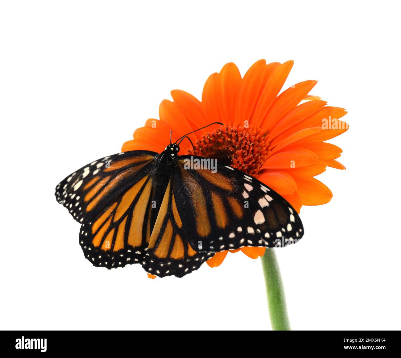 Flower with beautiful monarch butterfly isolated on white Stock Photo ...