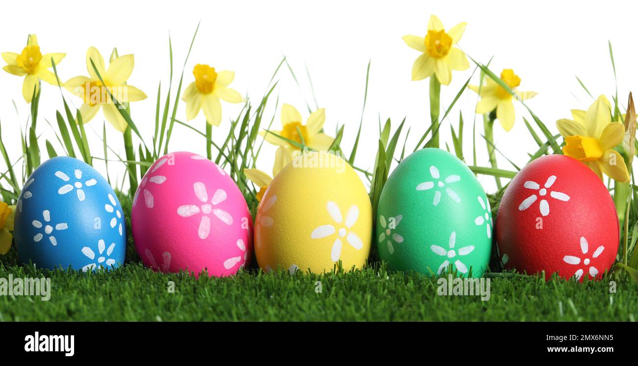 Colorful Easter eggs and daffodil flowers in green grass against white ...